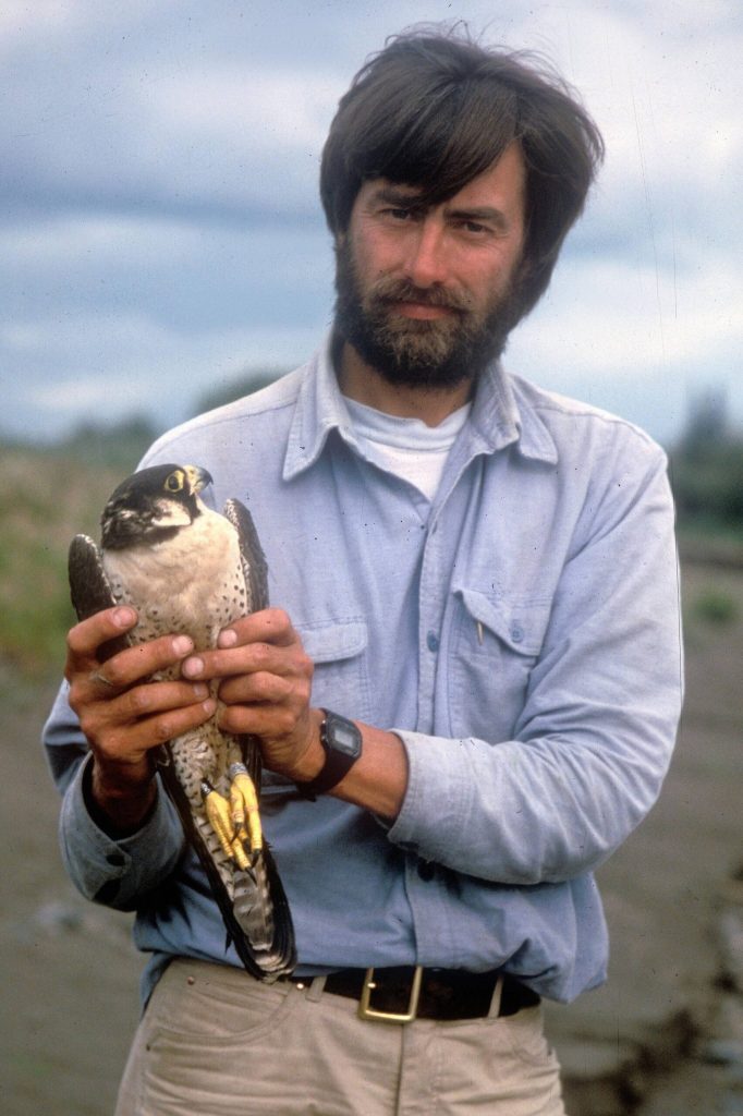 Skip Ambrose holds a peregrine falcon during a trip to monitor the birds along the upper Yukon River in 1985. (Photo by Robin Long)