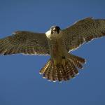 An adult peregrine falcon in flight over Alaska. (Photo by Ted Swem)