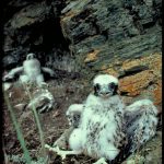 Peregrine falcon nestlings on ledges above the upper Yukon River. (Photo by Skip Ambrose)