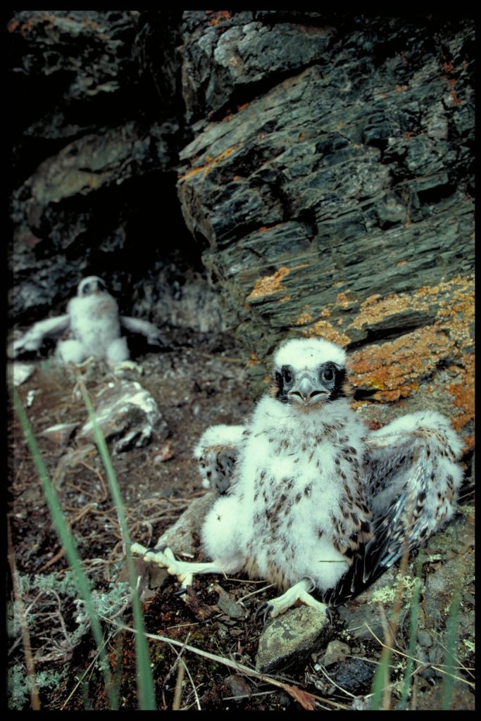 Peregrine falcon nestlings on ledges above the upper Yukon River. (Photo by Skip Ambrose)