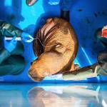 Alaska SeaLife Center staff give fluids to the dehydrated walrus calf. (Photo by Kaiti Grant/Alaska SeaLife Center)
