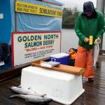 Mike Jaenicke, a dock sampler for the Alaska Department of Fish and Game, scans a tagged fish at the Douglas Harbor station during the 77th annual Golden North Salmon Derby on Saturday. (Mark Sabbatini / Juneau Empire)