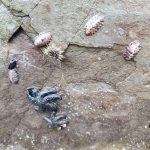 Photo by Pam Bergeson
A flat rock shelters some small six-armed sea stars, lined chitons and a bleached-looking sea urchin.