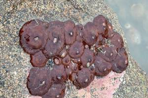 Exposed by a low tide, a clone of plumose anemones shows varied sizes and no extended tentacles. (Photo by MaryAnne Slemmons)