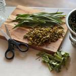 Preparing to pickle beach greens and seaweed. (Photo by Vivian Faith Prescott)