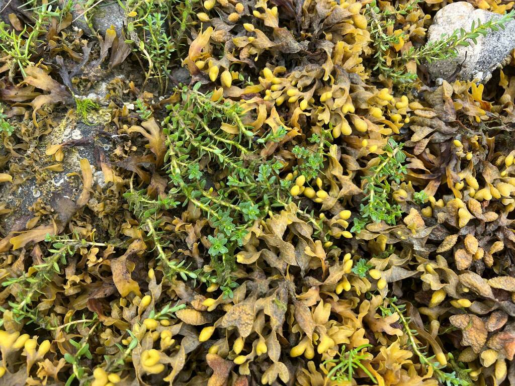 Searching for small-tipped popweed in Wrangell. (Photo by Vivian Faith Prescott)