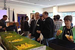 Members of the Glacier Valley Rotary Club clean thousands of ducks that have been in storage for four years in preparation for the annual Juneau Duck Derby scheduled Aug. 26 at Twin Lakes. (Photo courtesy of the Glacier Valley Rotary Club)