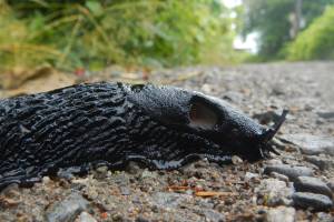 A giant black slug makes its way onto The Trail, as the one road in Tenakee Springs is called. Visible is the breathing hole on the side of its body. (Photo by Dimitra Lavrakas)