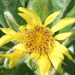 Beach groundel (Scientific name Boschniaka rossica) at Point Bridget Park in July of this year. (Photo by Gary Miller)