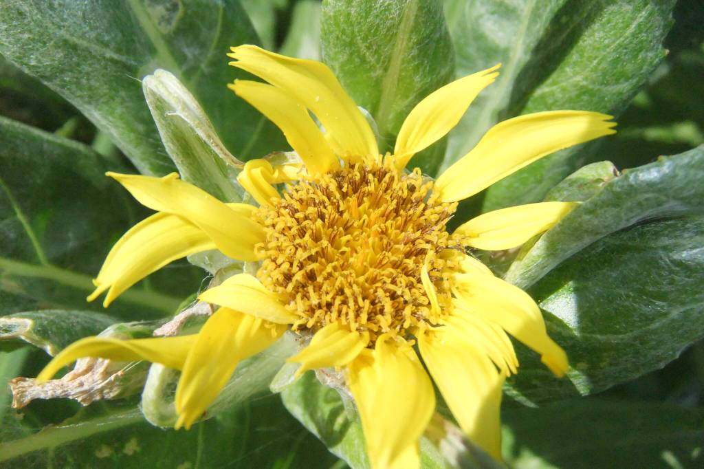 Beach groundel (Scientific name Boschniaka rossica) at Point Bridget Park in July of this year. (Photo by Gary Miller)