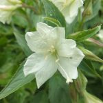 A yellow fireweed (Epilobium Llteum) at Eaglecrest on July 26. (Photo by Gary Miller)