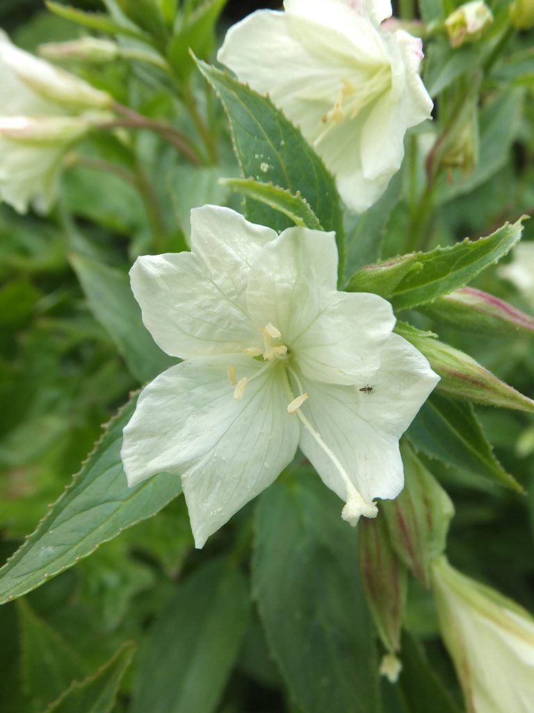 A yellow fireweed (Epilobium Llteum) at Eaglecrest on July 26. (Photo by Gary Miller)