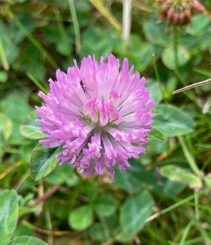 Clover, one of Juneaus few remaining blooming wildflowers later during the summer, on Aug. 5 in Cowee Meadows. (Photo by Denise Carroll)