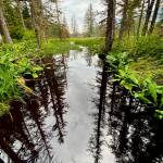 Evergreen and cloud reflections along the Point Bridget Trail on Aug. 5. (Photo by Denise Carroll)