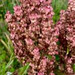 Even in its dying state, the plant called dock colors Cowee Meadow on Aug. 5. (Photo by Denise Carroll)
