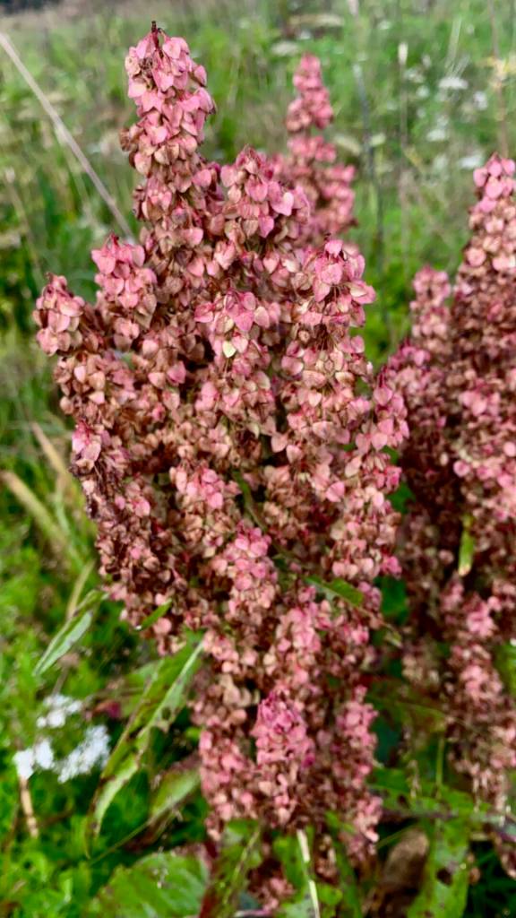 Even in its dying state, the plant called dock colors Cowee Meadow on Aug. 5. (Photo by Denise Carroll)