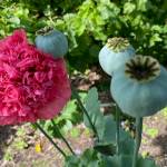 A poppy in full bloom next to seed pods at the Arboretum. 8-5-23. (Photo by Denise Carroll)
