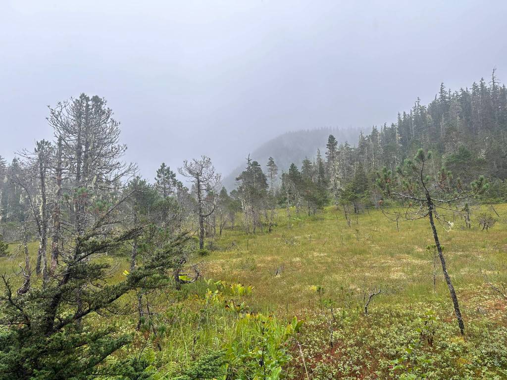A hazy meadow along the Treadwell Ditch Trail on Aug. 12. (Photo by Deana Barajas)