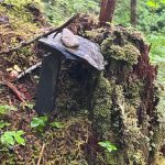 Rock slab shelters along the Treadwell Ditch Trail on Aug. 12. (Photo by Deana Barajas)