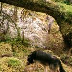 Two Alexander Archipelago wolves are seen March 21, 2020, in a trail camera image provided by the U.S. Fish and Wildlife Service. (U.S. Fish and Wildlife Service photo)