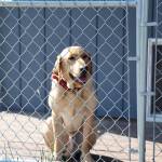The Juneau Police Departments new narcotics dog Dax smiles while sitting in his kennel Wednesday afternoon outside of the Juneau Police Station. (Clarise Larson / Juneau Empire)