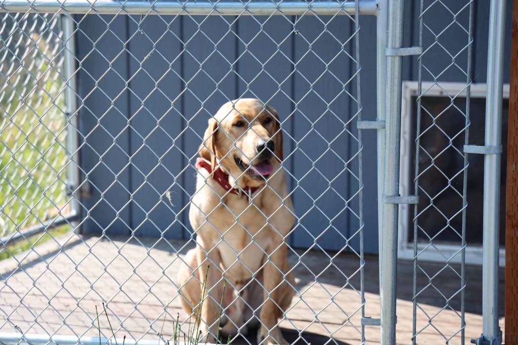 The Juneau Police Departments new narcotics dog Dax smiles while sitting in his kennel Wednesday afternoon outside of the Juneau Police Station. (Clarise Larson / Juneau Empire)