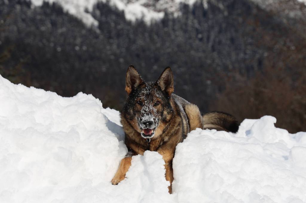 Buddy, Juneau Police Departments senior narcotics dog, plays in a snow pile outside of the Juneau Police Department in March. (Clarise Larson / Juneau Empire File)