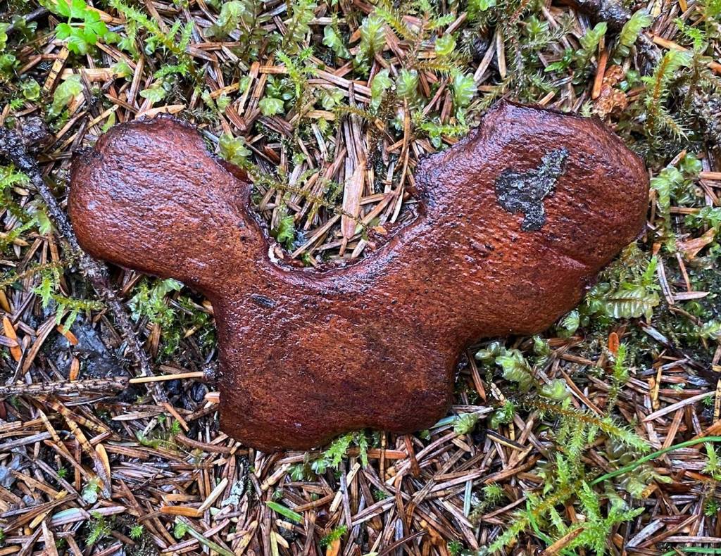 M-I-C-K-E-Y M-O-O-S-E along Windfall Lake Trail on Aug. 11. (Photo by Denise Carroll)