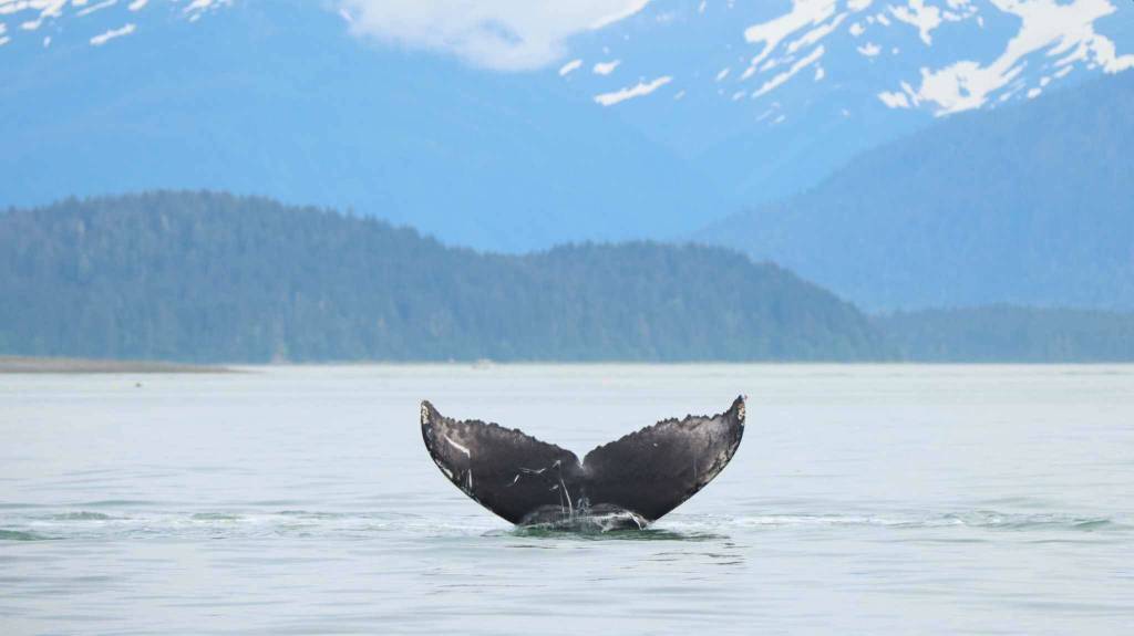 This is a photo of the fluke of Tango, a humpback whale calf that was found dead on an island near Juneau Friday evening. (Courtesy / Bri Pettie)