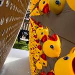 Rubber ducks await their fate during the Glacier Valley Rotary Duck Derby at Twin Lakes Park on Saturday. (Photo by Kelly Moore)