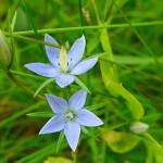 The little blue stars of felwort flowers appear late in the season. (Photo by David Bergstrom)