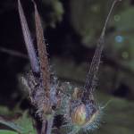 Seeds tucked in at the base of the tall, hinged cranes bill are flung wide when the mature fruit dries. (Photo by Bob Armstrong)