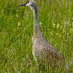 A sandhill crane stands tall and watchful. (Photo by Helen Unruh)