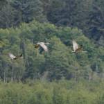 Sandhill cranes fly over the Mendenhall wetlands. (Photo by Gina Vose)