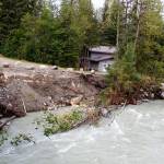 Trees lie in the Mendenhall River following last months record flooding that eroded massive sections of the riverbank, causing widespread property and environmental damage. (Mark Sabbatini / Juneau Empire)