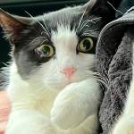 In this photo provided by Elizabeth Wilkins is Leo the cat on Aug. 31. Elizabeth Wilkins and her partner Tom Schwartz were reunited with Leo 26 days after their home collapsed Aug. 5 into the swollen Mendenhall River. (Elizabeth Wilkins via AP)