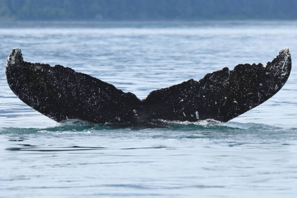 The fluke  or tail fin  of a female humpback whale biologists know as #219. Humpback whale tails are as unique as a human fingerprint, with markings that are stable over the course of the whales life. (NPS photo by Christine Gabriele, taken under the authority of scientific research permit #21059 issued by the National Marine Fisheries Service)