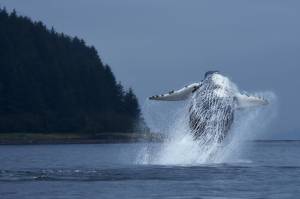 A female humpback whale Glacier Bay National Park and Preserve biologists know as #219 breaches in the waters near the park. When a whale breaches, it often leaves behind flakes of skin on the surface of the ocean. Scientists can collect sloughed skin and send it to a laboratory to learn about the genetics or diet of the whale. (National Park Service photo by Christine Gabriele, taken under the authority of scientific research permit #21059 issued by the National Marine Fisheries Service)