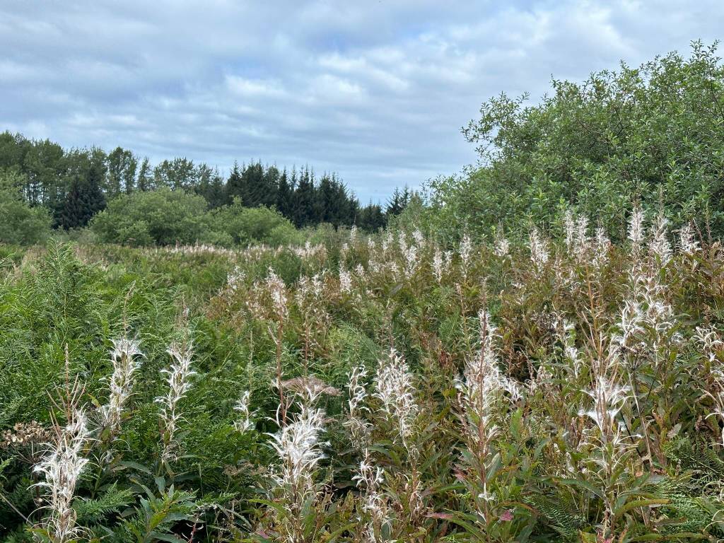 Some fireweed gone to cotton along Cowee Creek Trail to Echo Cove on Aug. 19. (Photo by Deana Barajas)