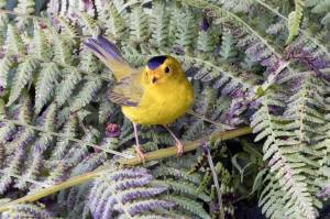 A Wilson warbler on a garden fern at about 16-Mile Glacier Highway on Aug. 17. (Courtesy Photo / Kenneth Gill, gillfoto)