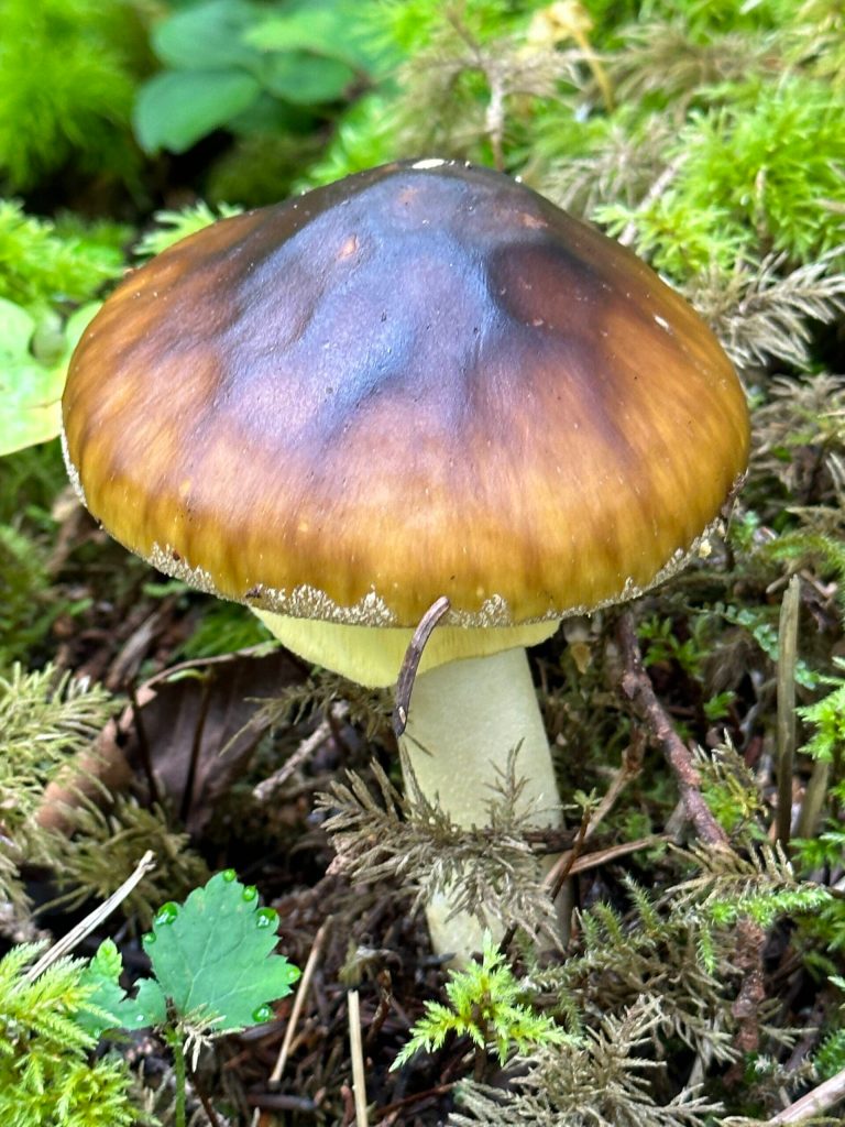 A mushroom along the Cowee Creek Trail to Echo Cove on Aug. 19. (Photo by Deana Barajas)