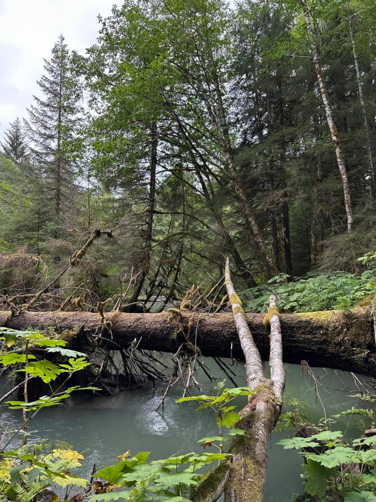 A bridge built by nature along the Cowee Creek Trail to Echo Cove on Aug. 19. (Photo by Deana Barajas)