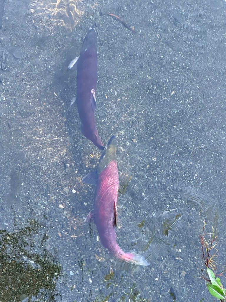 A sign of the season swimming near the East Glacier Trail on Aug. 20. (Photo by Deana Barajas)