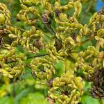 A cow parsnip gone to seed on the trail to Blue Mussel Beach Cabin on Aug. 16. (Photo by Denise Carroll)