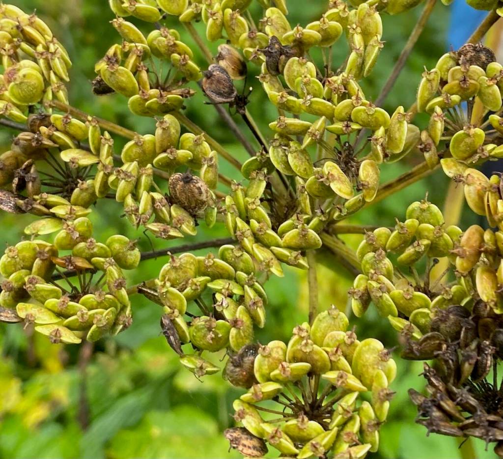 A cow parsnip gone to seed on the trail to Blue Mussel Beach Cabin on Aug. 16. (Photo by Denise Carroll)