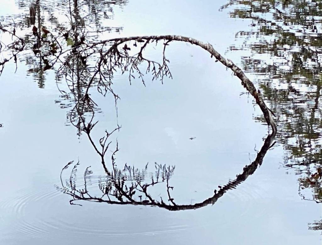 Branch reflection in a slough at Point Bridget State Park on Aug. 16. (Photo by Denise Carroll)