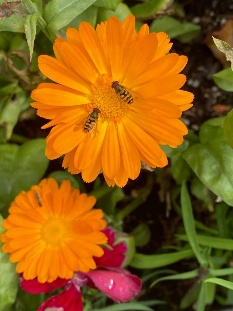 Visitors to a golden marigold on the downtown seawalk on Aug. 15. (Photo by Denise Carroll)