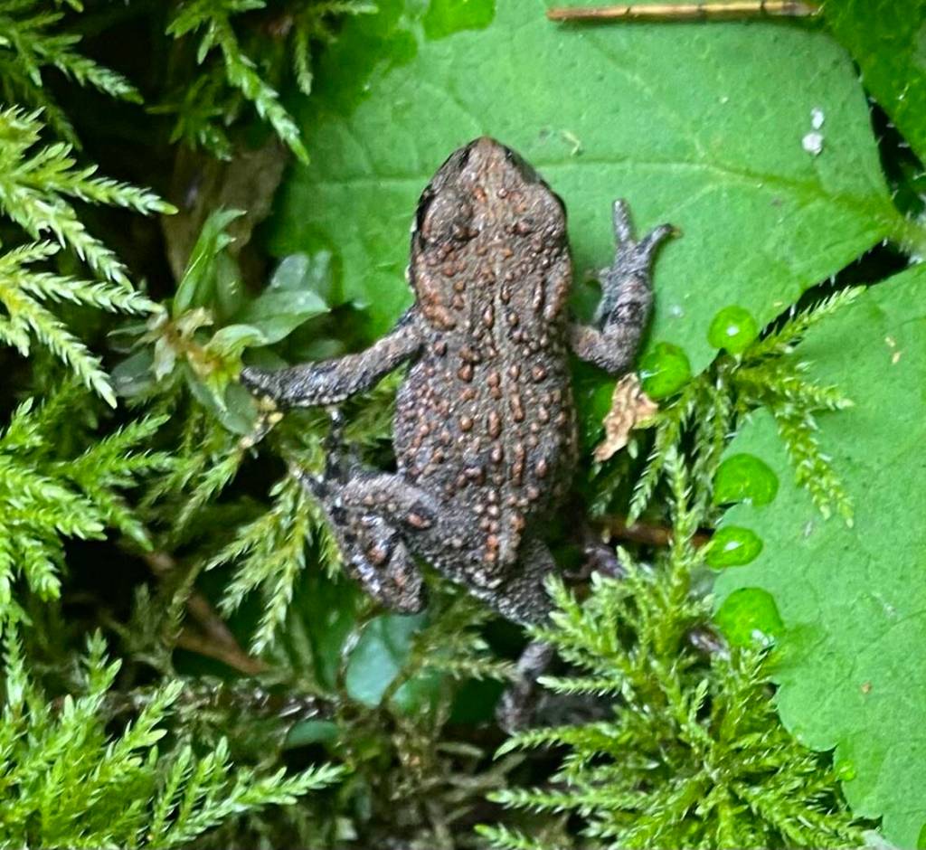 Toadlet in Echo Ranch Meadow seen on Aug. 19. (Photo by Denise Carroll)