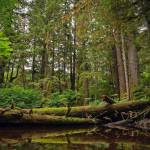 Fallen trees covered with moss are seen in the Shorty Creek area of the Tongass National Forest on Aug. 16. (Photo courtesy of the U.S. Forest Service)
