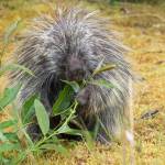 A calm porcupine eating lunch and not displaying its quills. (Photo by Jos Bakker)